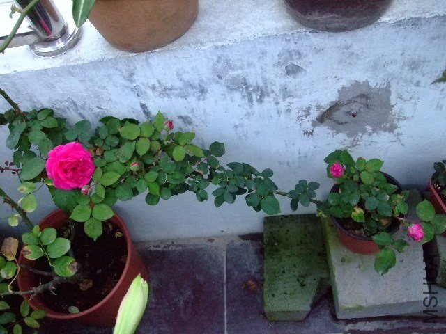 DSCF1602.JPG
