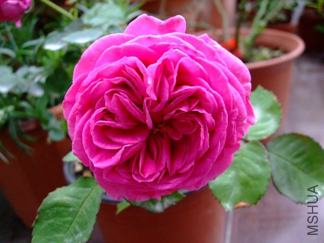 DSCF1646.JPG