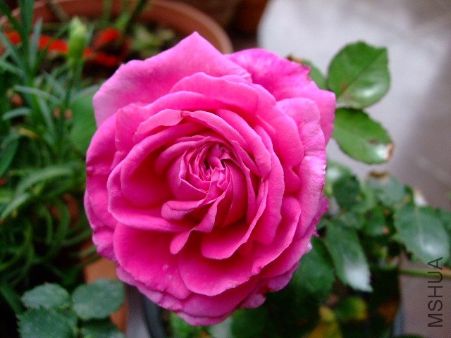 DSCF1647.JPG