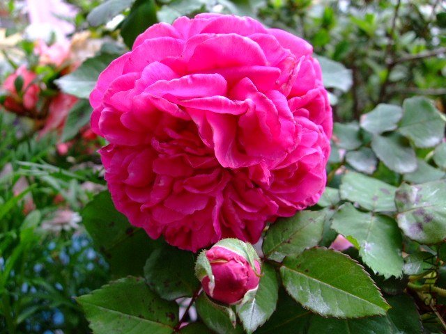 DSCF1648.JPG