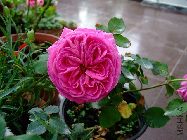 DSCF1658.JPG