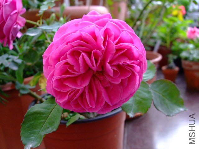 DSCF1659.JPG