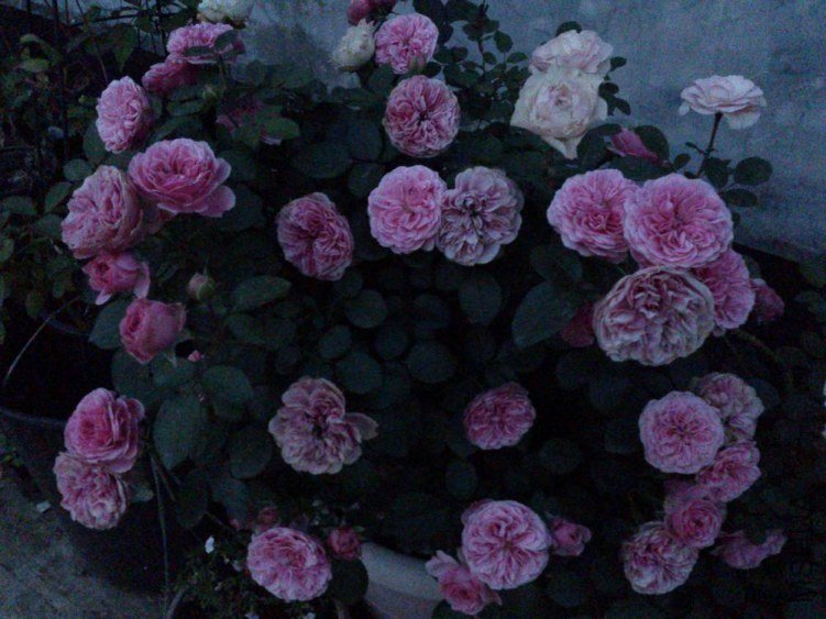 a (198).jpg