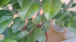 IMG_20130421_140425.jpg