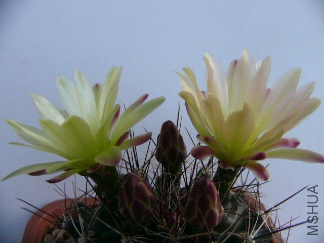 P1110562.JPG