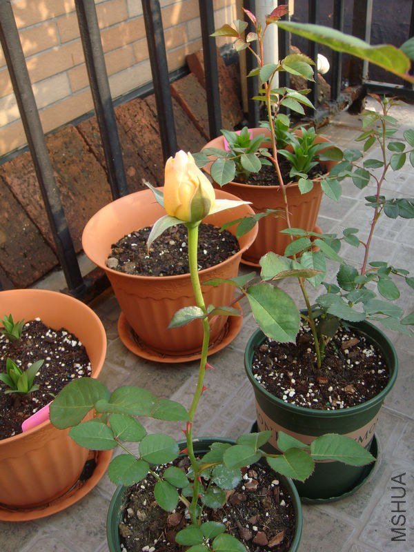 �а�����Ҷ