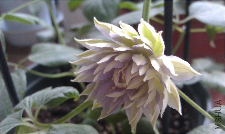 QQ��ͼ20130421165357.jpg