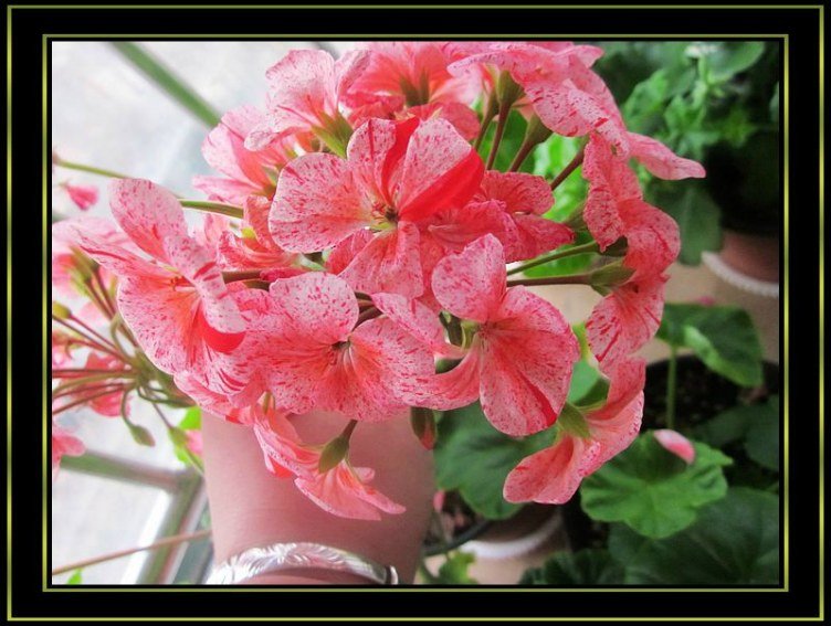 ��ݮ���.jpg