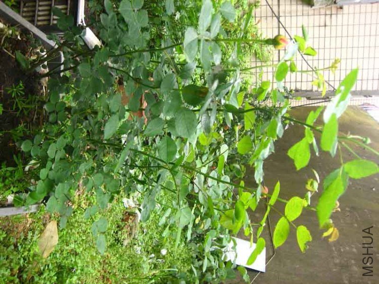 ��ת IMG_031537.jpg
