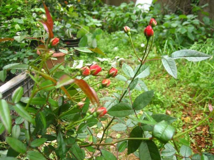 IMG_03089.jpg