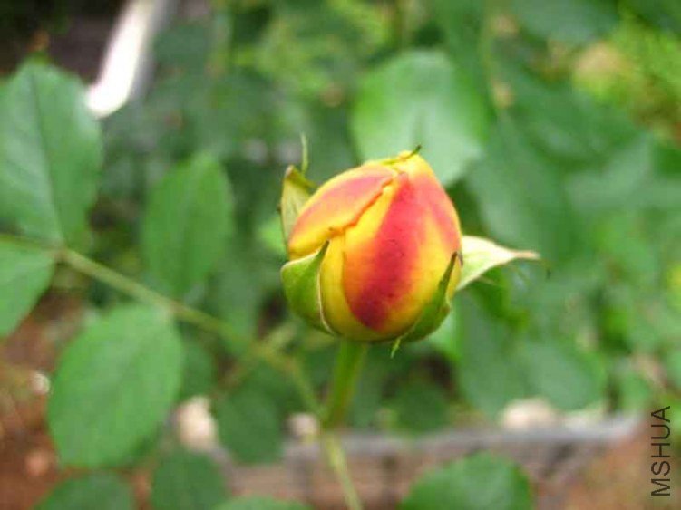 IMG_031818.jpg
