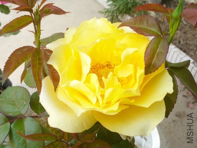 TD776_IMG_0094.JPG