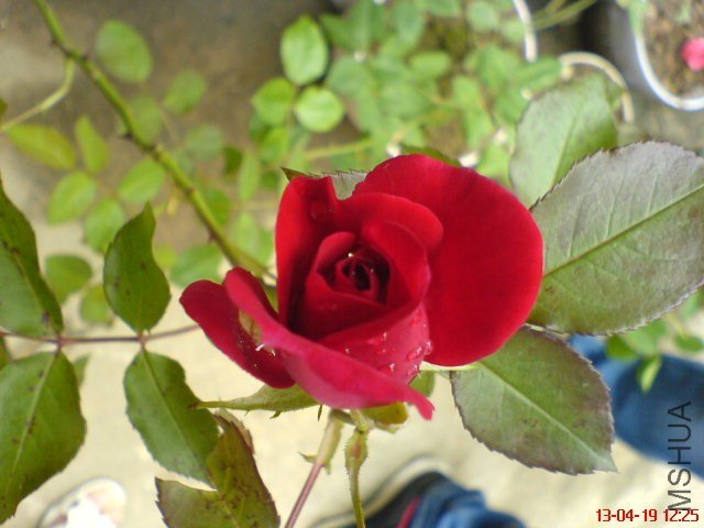 DSC00080.jpg