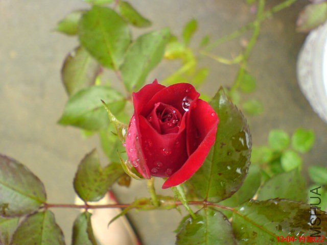 DSC00075(01).jpg
