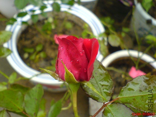 DSC00076(01).jpg