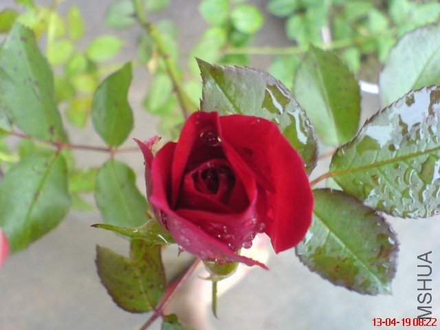 DSC00077(01).jpg