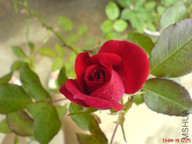 DSC00079.jpg