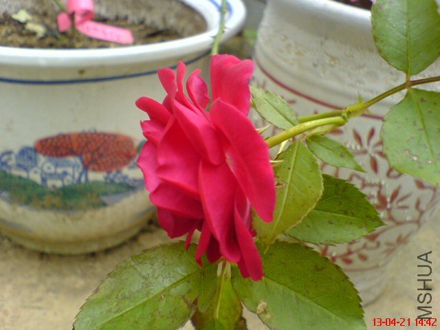 DSC00111(02).jpg