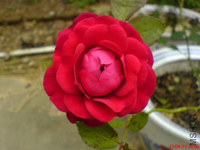 DSC00106(01).jpg