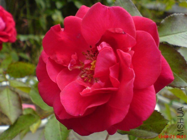 DSC00107(01).jpg