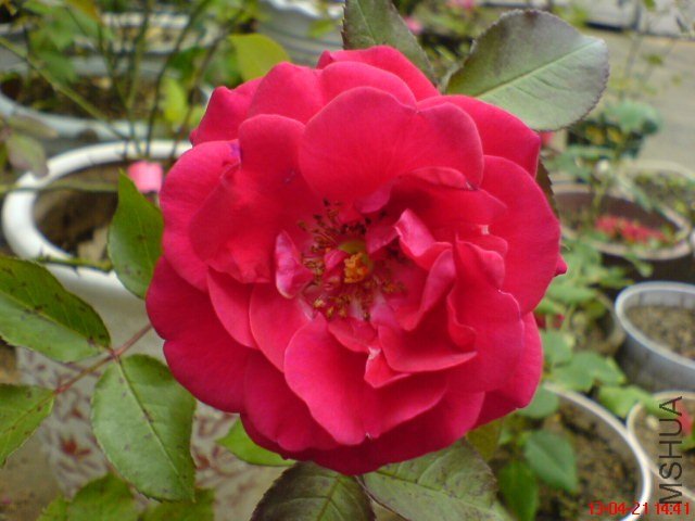 DSC00108(01).jpg