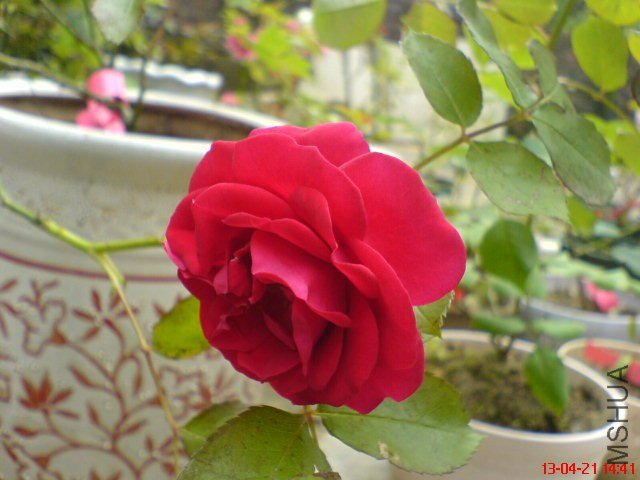 DSC00109(01).jpg