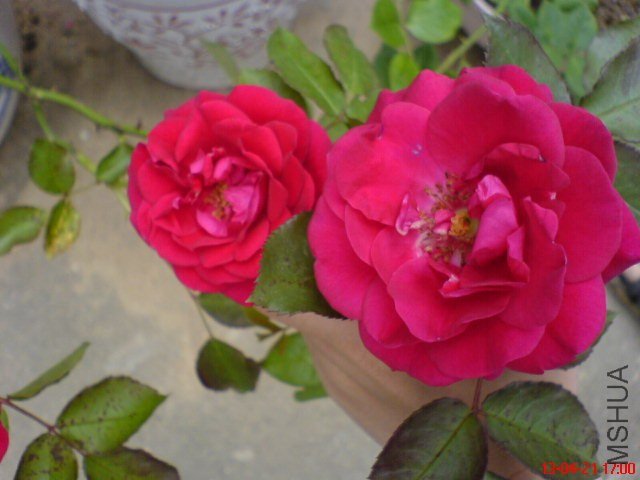 DSC00119(01).jpg