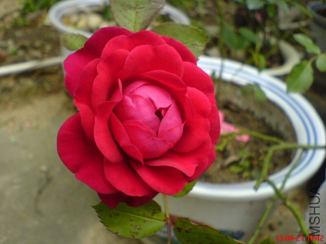 DSC00113(02).jpg