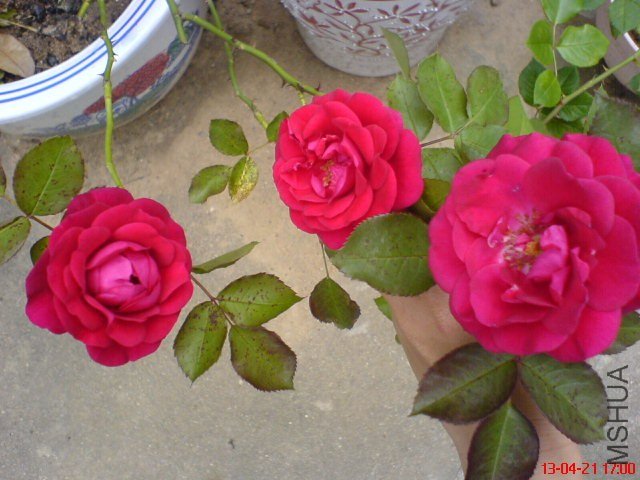 DSC00118(01).jpg
