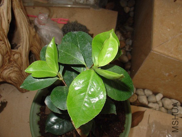 DSC00285a.jpg