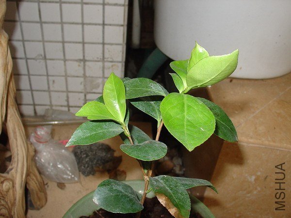 DSC00287a.jpg