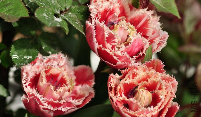 rose in story (439).jpg