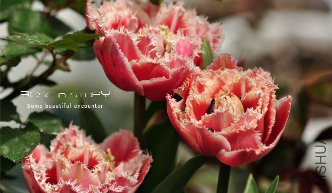 rose in story (440).jpg