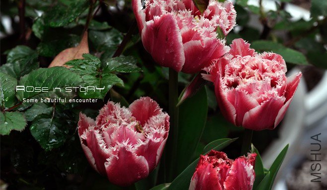 rose in story (476).jpg