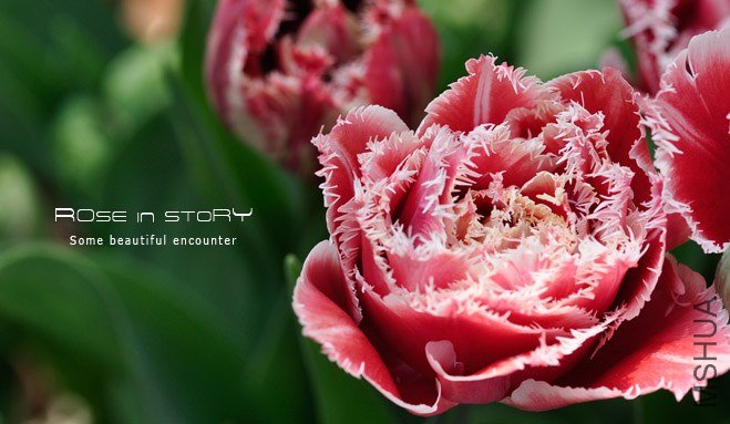 rose in story (500).jpg