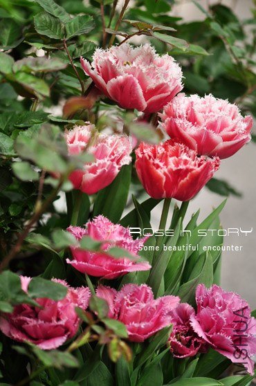 rose in story (680).jpg