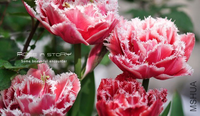 Tulip Brest����˹��.jpg