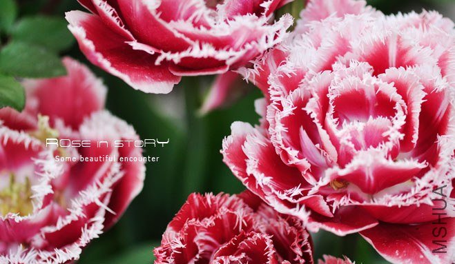 Tulip Brest����˹��1.jpg