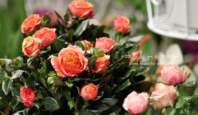 rose in story (10).jpg