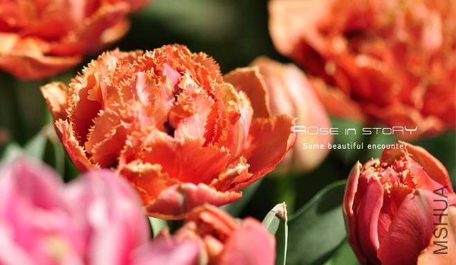 rose in story (606).jpg