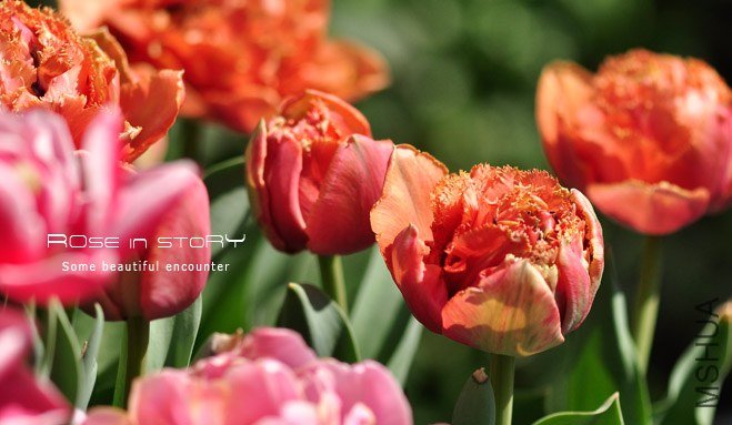 rose in story (607).jpg