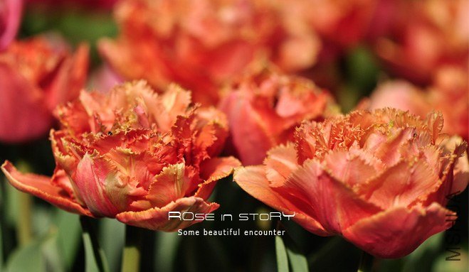 rose in story (627).jpg