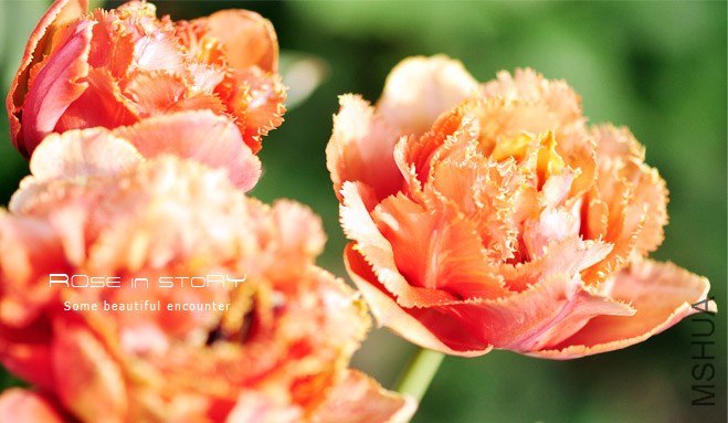 rose in story (629).jpg