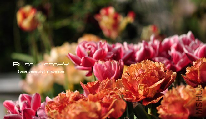 rose in story (631).jpg