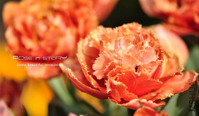 rose in story (633).jpg