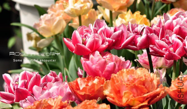 rose in story (652).jpg