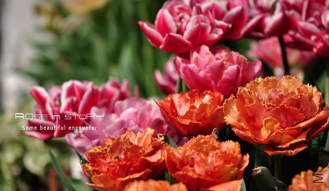 rose in story (656).jpg