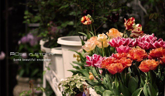 rose in story (657).jpg