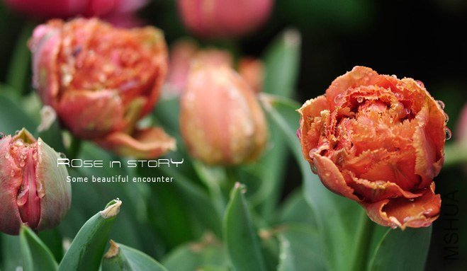 rose in story (577).jpg