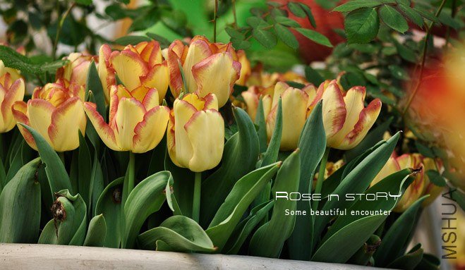 rose in story (614).jpg